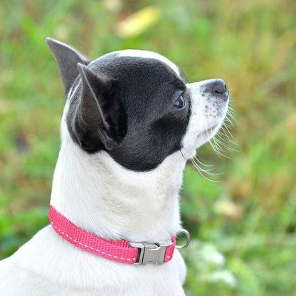 Adjustable Reflective Nylon Dog Collar – Small (7"–11")
